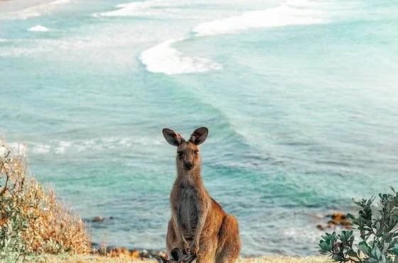 Soulmate Special Fun in Australia